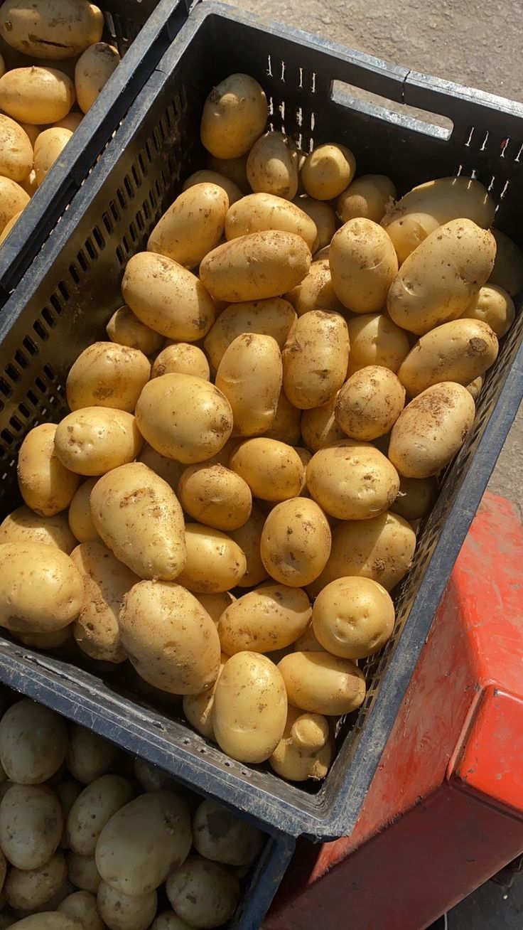 Pommes de terre - Skikda